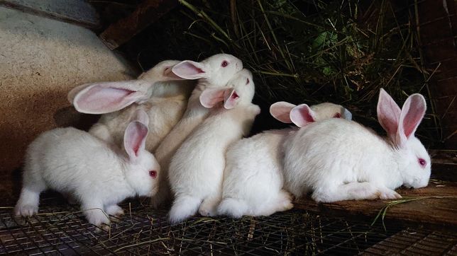 Кролики Термонська біла,Каліфорнія