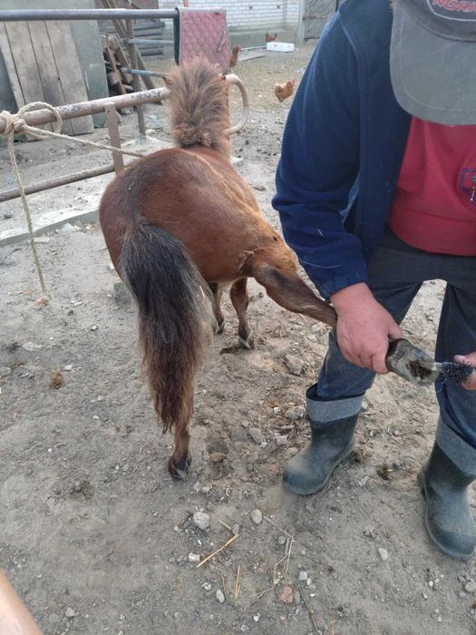 Kucyk ogierek odsadek