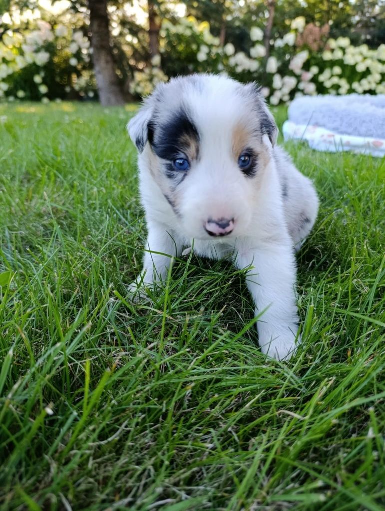 Piesek Border Collie Blue Merle