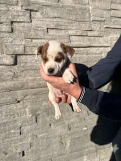 Jack Russell terrier z metryką i czipem