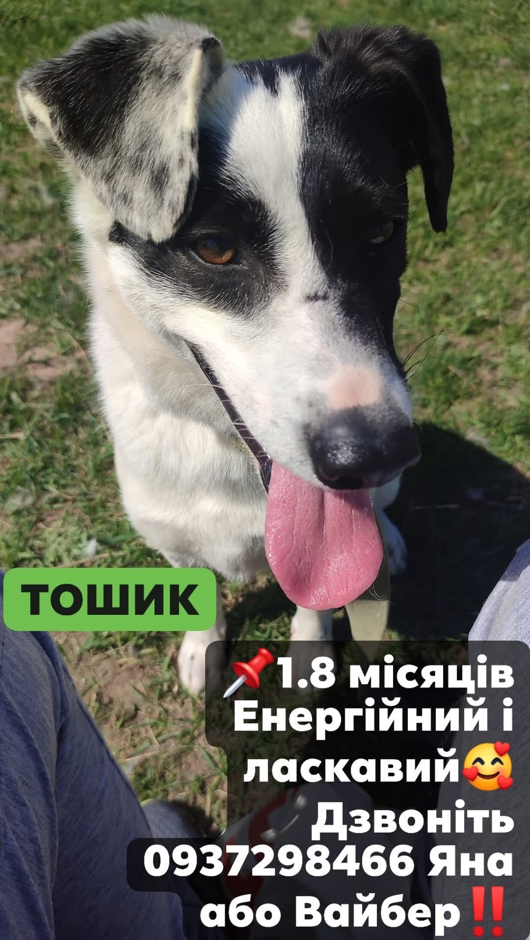 Маленький песик ТОШІ в добрі ручки