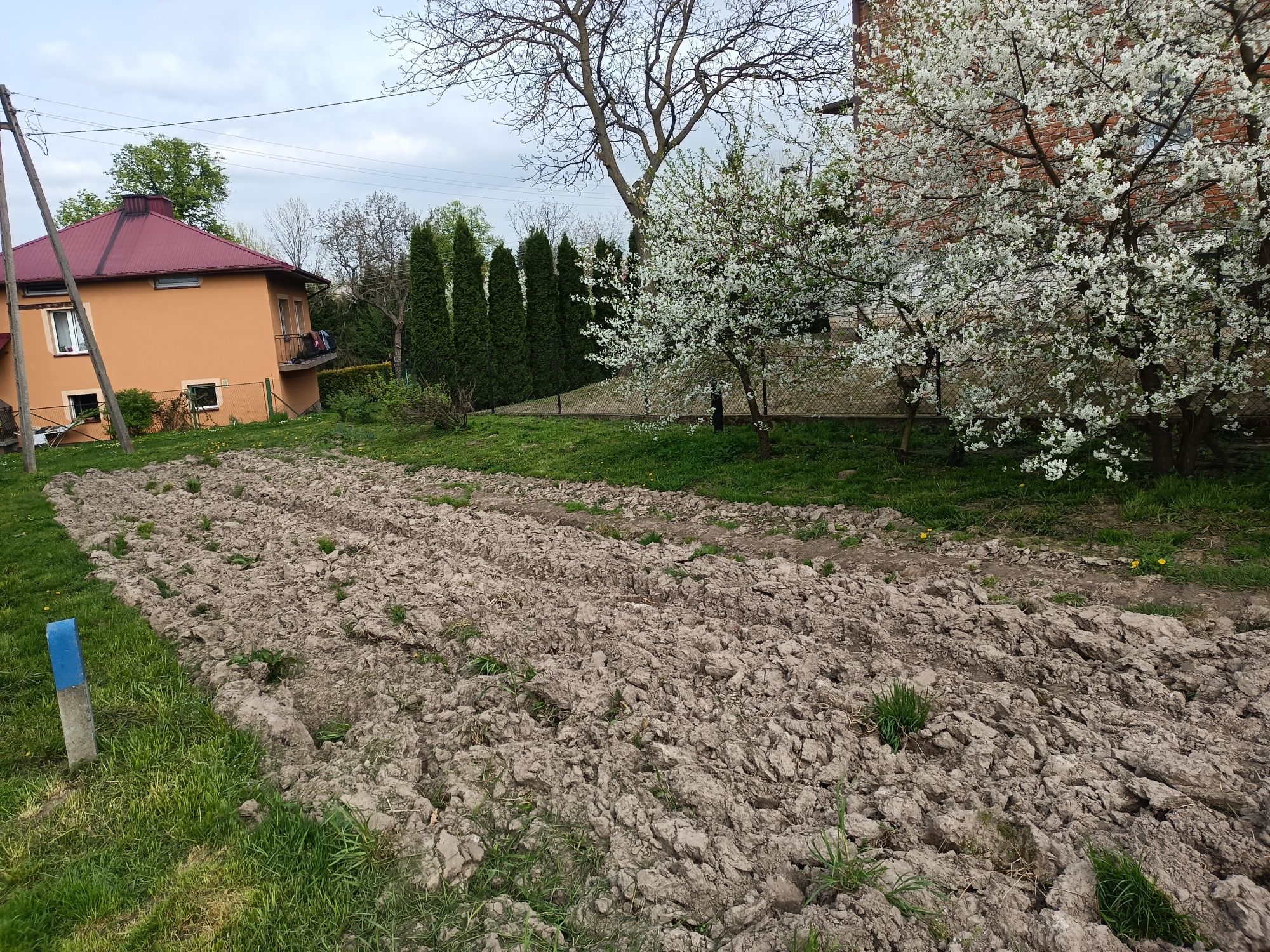 Sadzonki wiśni stara odmiana