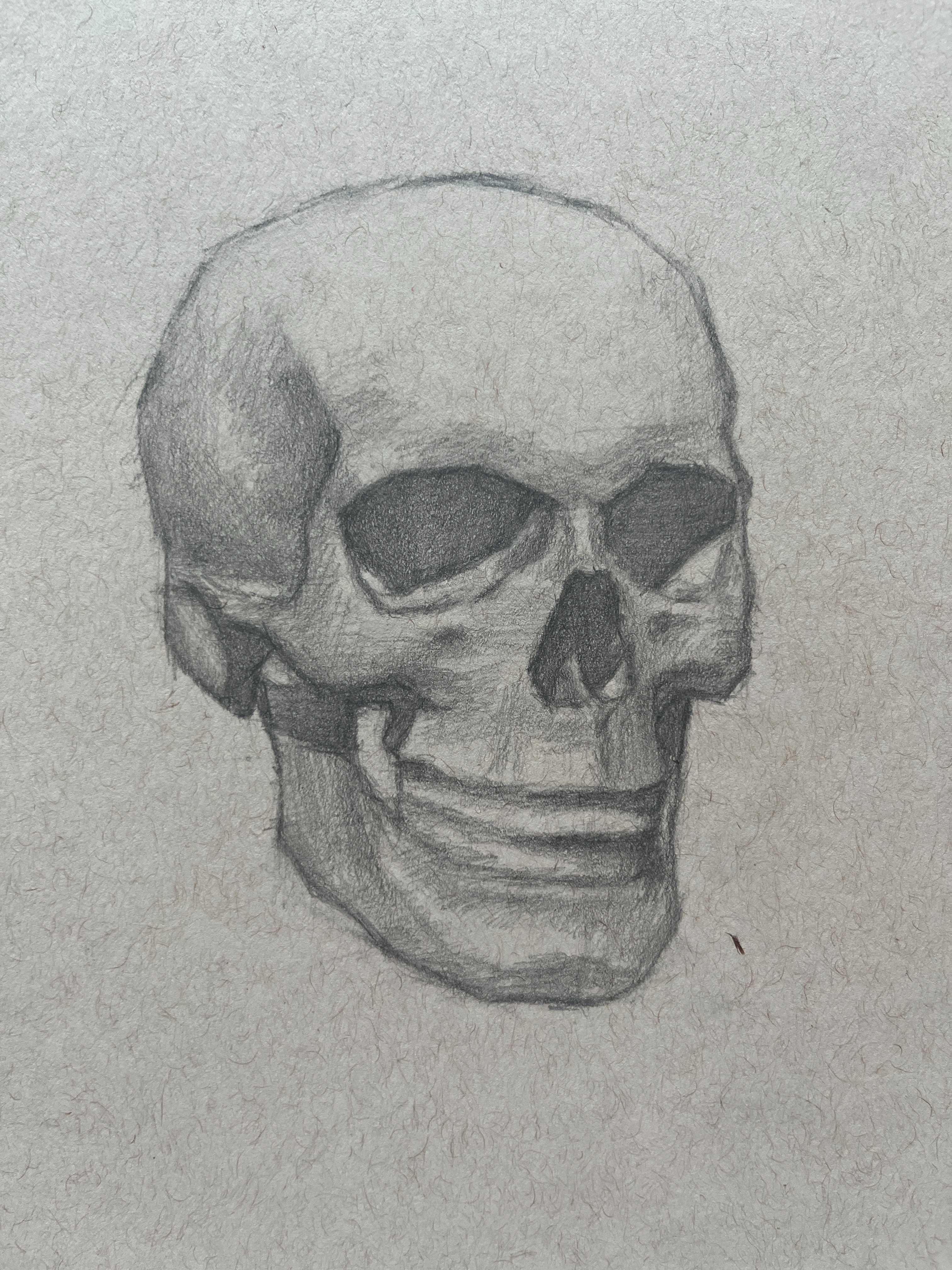 Studium czaszki no.3, ołówek na brązowym papierze