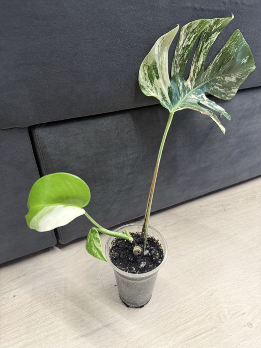 Монстера Альба с хорошей корневой.