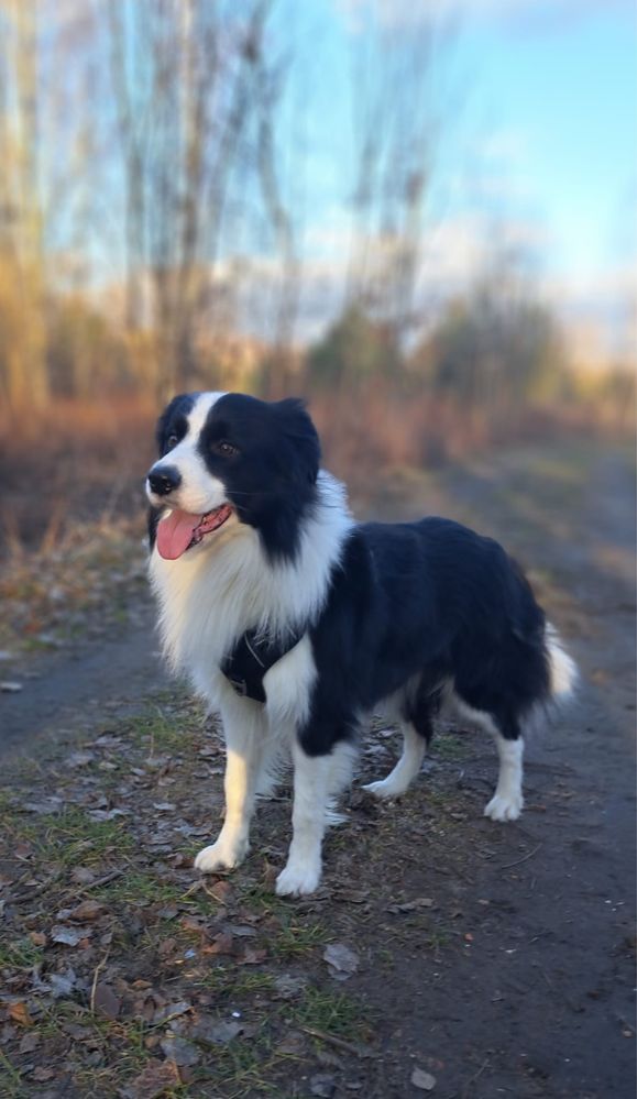 Piękny reproduktor border collie FCI ZKwP Zlatan Vanilla Heaven