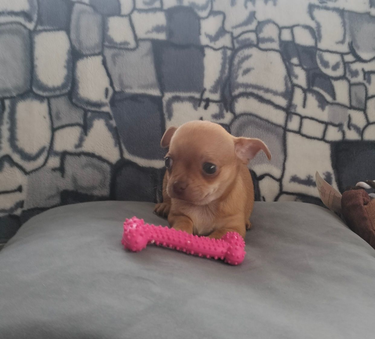 Sprzedam Chihuahua