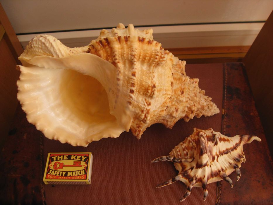 Ракушки морские 2 шт