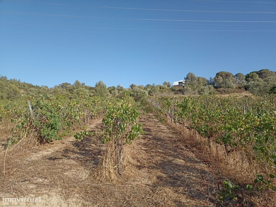 Terreno plano de vinha limpa junto a Almeirim