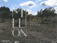 Terreno com Oliveiras- 791