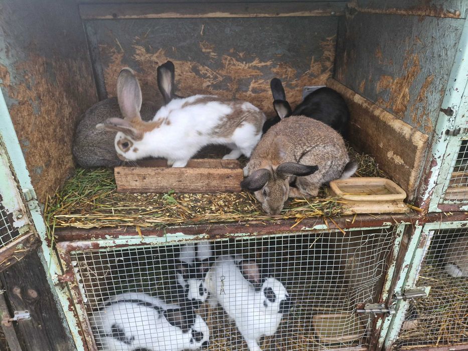 Mam do sprzedania króliki