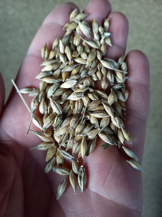 Посівний озимий ячмінь.