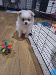 Szpic pomeranian gotowy do odbioru