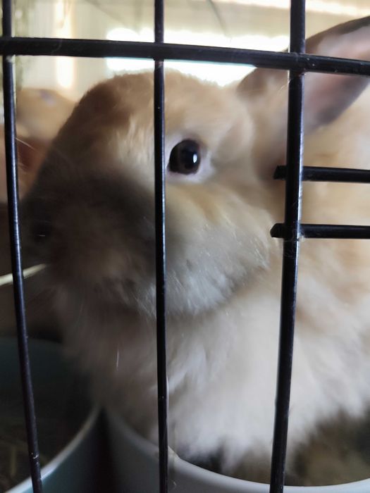 Кролик Декоративный