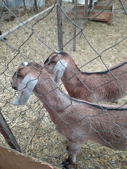Козлики англонубійці