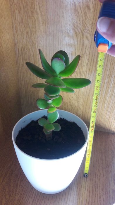 Suculentas de dois tipos