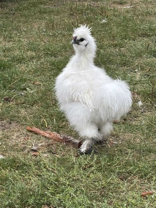 Kogut Silka - biały