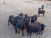 Vendo 3 Borregas de raça Merino mais 1 Borrego