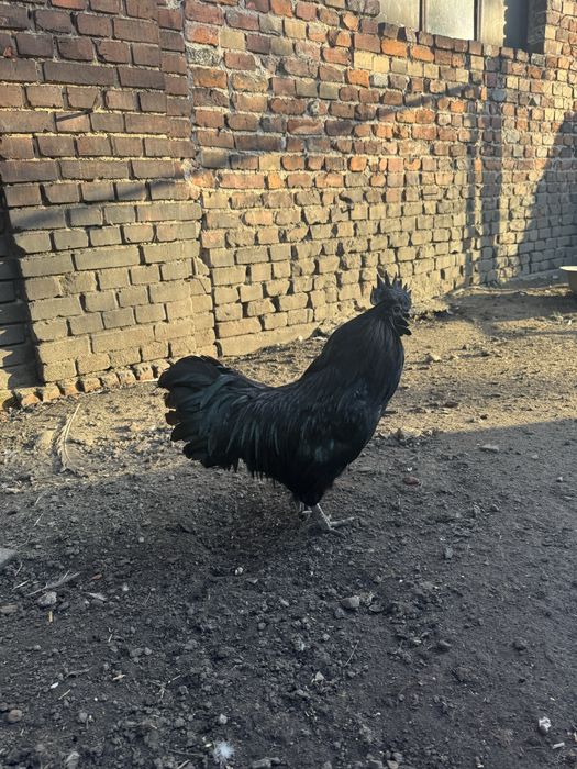Koguty i kury AYAM CEMANI