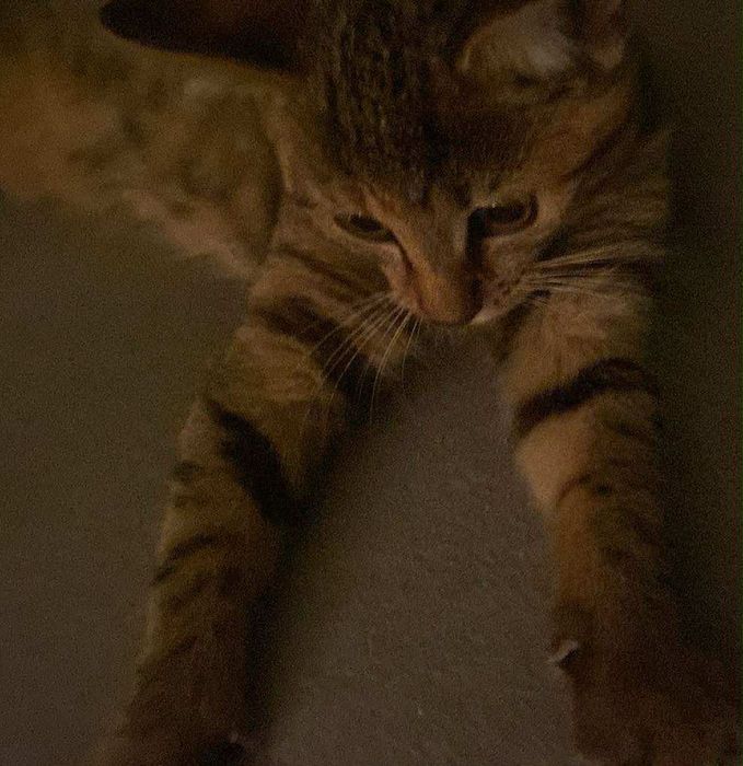 Oddam małą kotke w dobre ręce