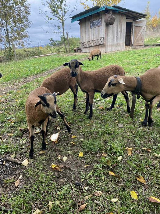 Owce kameruńskie i baranek
