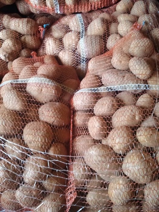 Ziemniaki jadalne Vineta, Bellarosa, Jurek