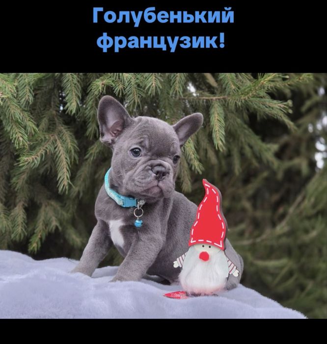 Супер французик мини голубого окраса