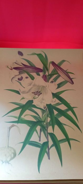 4 grafiki botaniczne piękne wydruki kwiatów galeria na ścianę