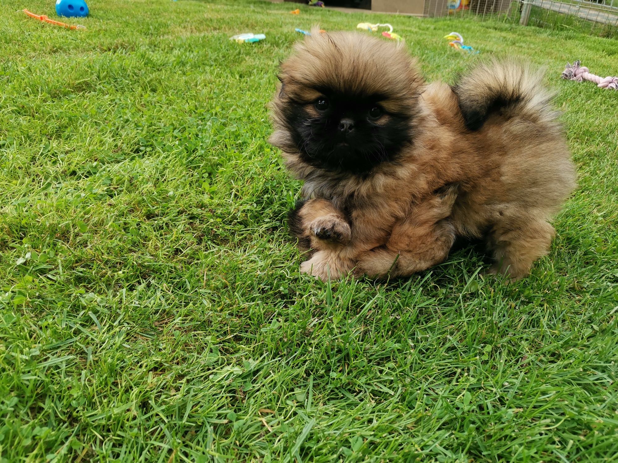 Pekińczyk Szczeniak  Nie Shih Tzu