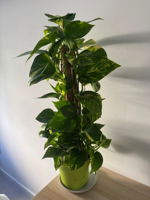 Epipremnum grande – 60 cm, saudável e bem desenvolvido