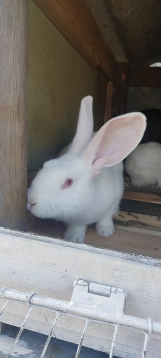 Кролі Шиншила Великан Термон На плем'я.