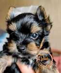 York chłopak - Yorkshire Terrier  - chłopiec