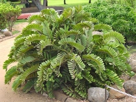 Cyca Zamia furfuracea cica