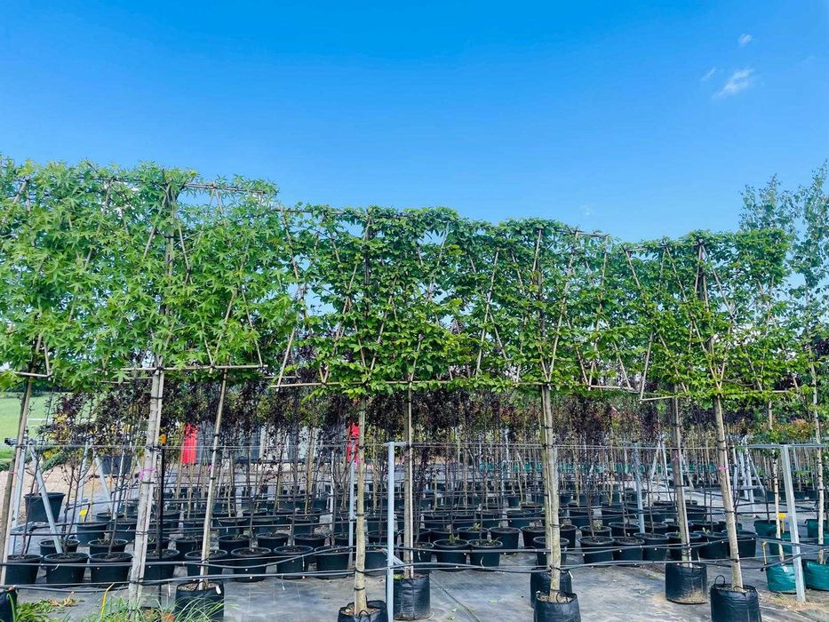 Palmet-Ekran Laurowiśnia-Grab-Ambrowiec-Grusza Cena 1550 zł