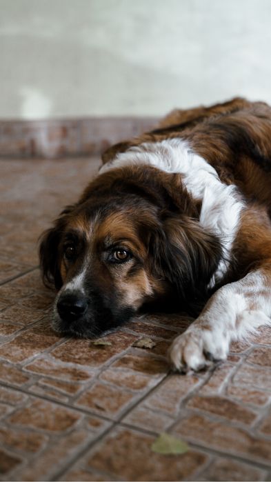 Szczeniaczki do adopcji