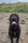 Cane corso italiano pies