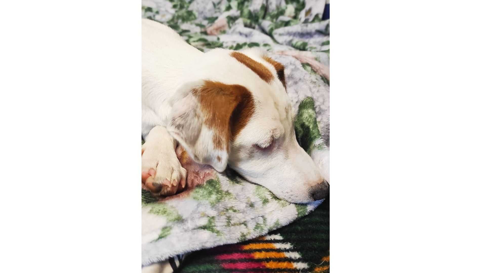 Jack Russell Terrier – WORLD KENNEL UNION