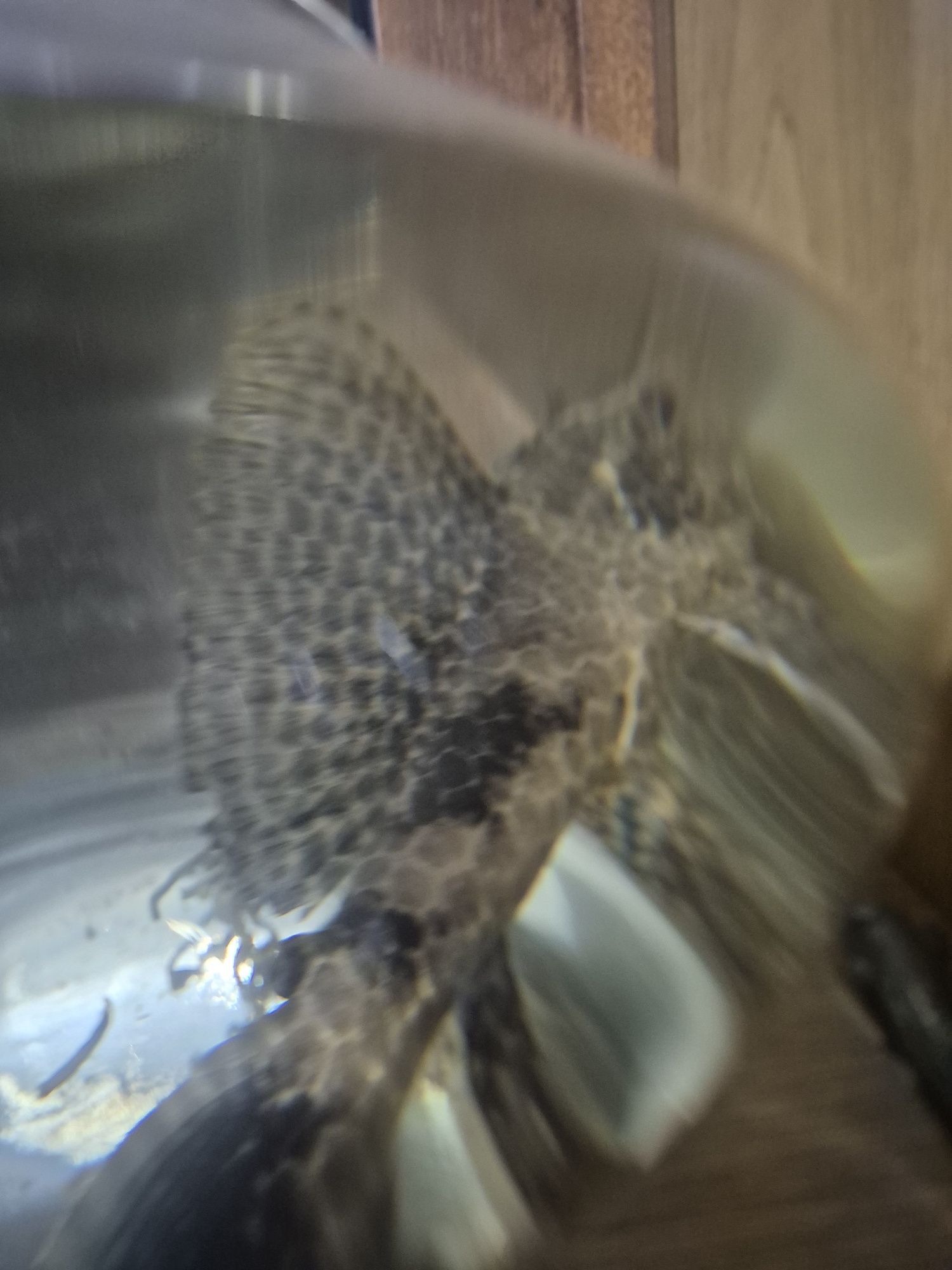 Peixe  adulto que limpa o aquário