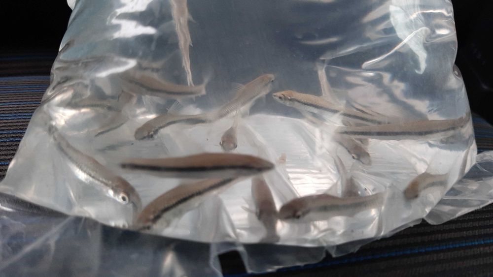 kosiarki ( czyściciele)