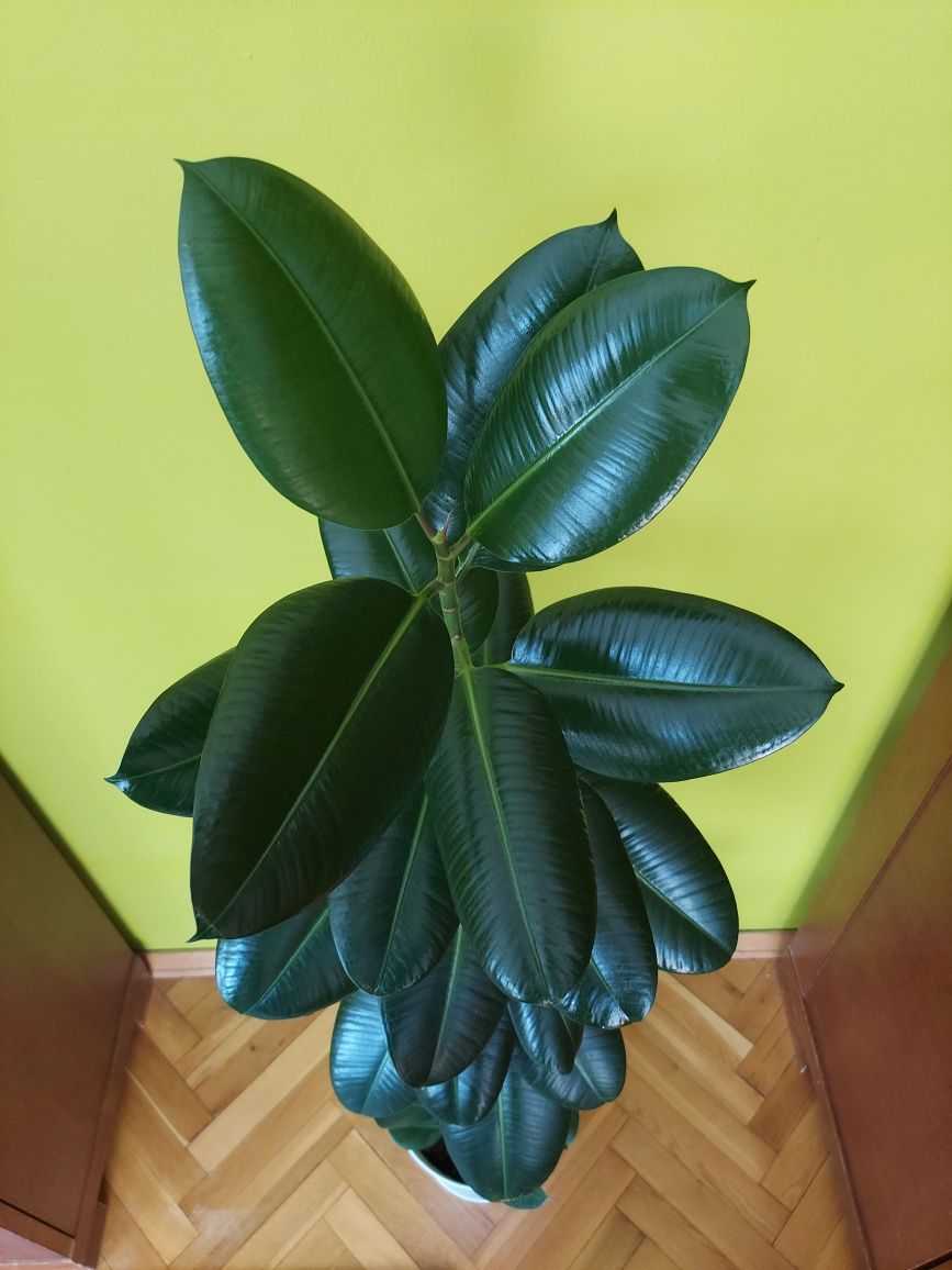 Wysoki fikus sprężysty 130cm