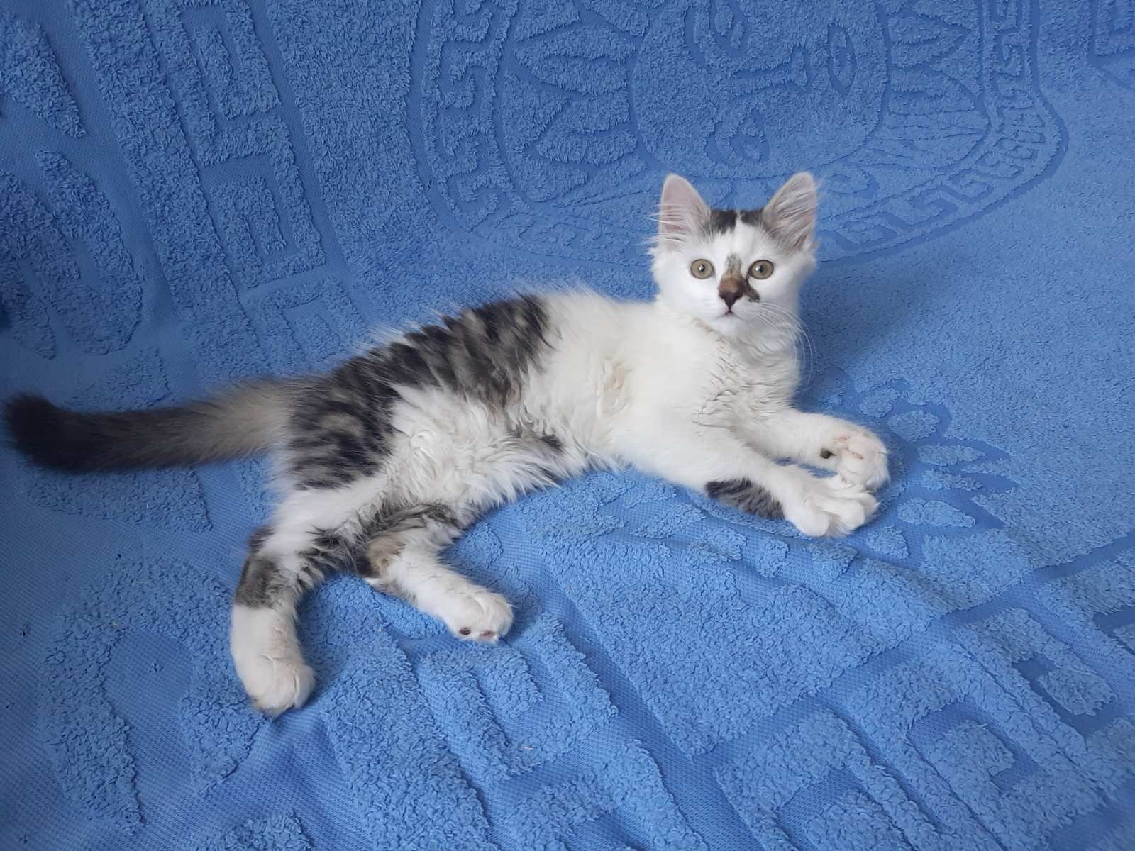 СРОЧНО отдам котенок даром. Кошка бесплатно. Кошечка. Котята.