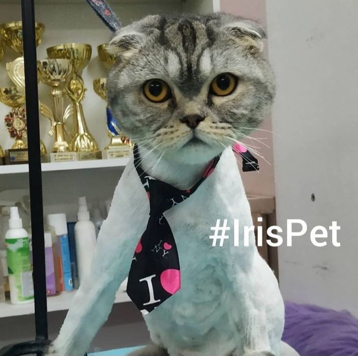 Стрижка кошек Харьков