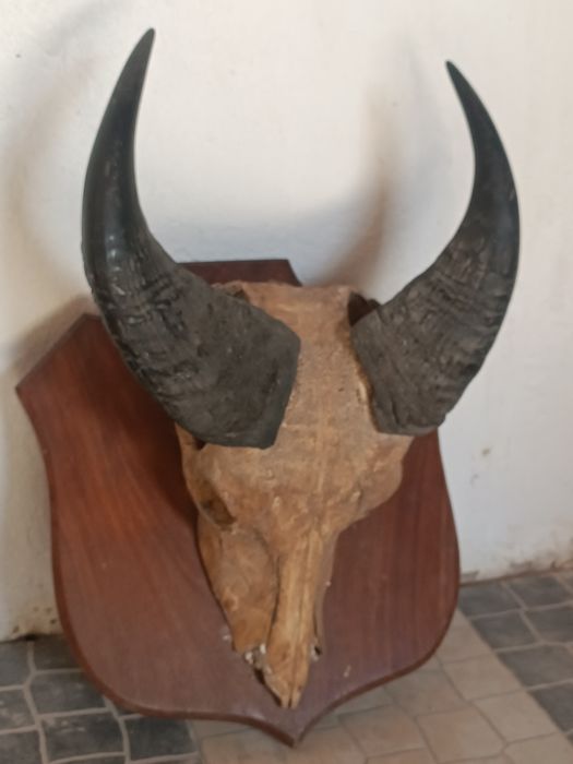 Búfalo GNU boi cavalo touro