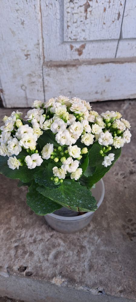 Каланхоє  сортові