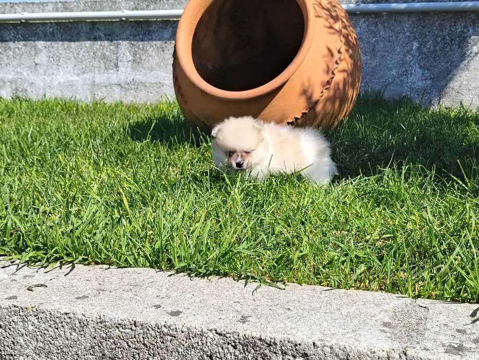 Spitz alemão machinho