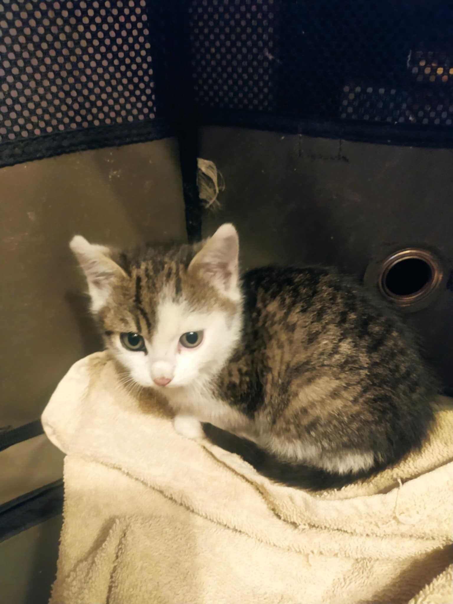 dwie urocze kotki do adopcji
