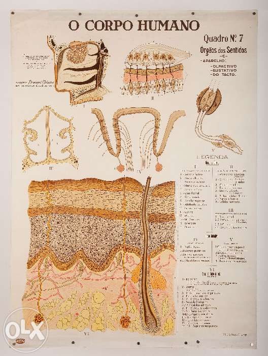 Poster Didáctico "O Corpo Humano" - Quadro nº 7 - Orgãos dos Sentidos
