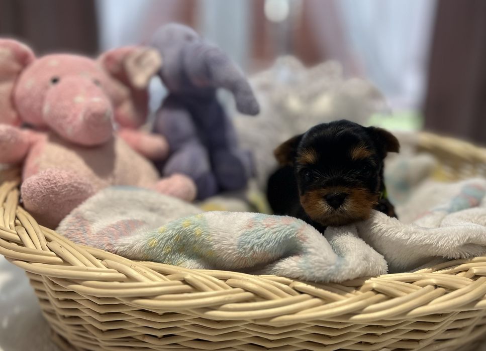 Yorkshire Terrier FCI piesek