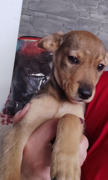 Віддам цуценят в добрі руки