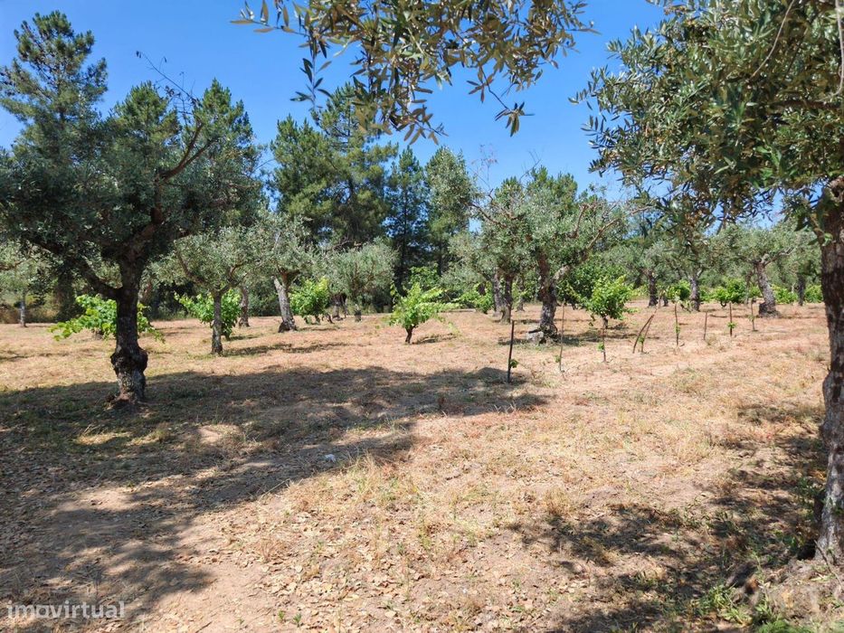 Quintinha na Lousa, Castelo Branco