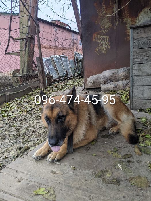 Цуценята вівчарки в добрі руки,терміново!